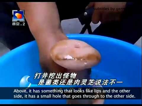 China news confuses rubber vagina/anus for special mushroom (SUBTITLED) - YouTube; Asian 